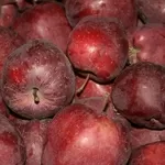 Яблоко высокого качества из Польши урожай 2018