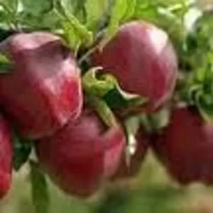 Продам яблоки оптом 20-30 тн  (желтый голден, красный превосход) Жамбыл