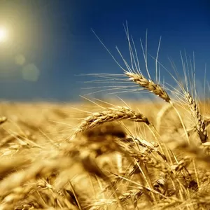 Продам пшеницу 1 класс 45 000 тенге,  250-300 тонн