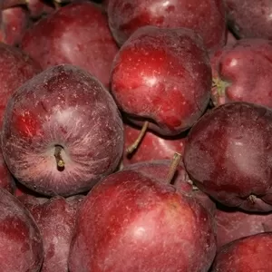 Яблоко высокого качества из Польши урожай 2018