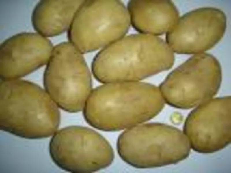 картофель и лук из египта