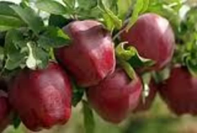 Продам яблоки оптом 20-30 тн  (желтый голден, красный превосход) Жамбыл